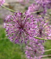 Česnek Akbulak - Allium - prodej cibulovin - 3 ks