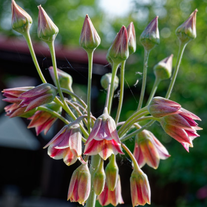 Česnek sicilský - Allium siculum - prodej cibulovin - 3 ks