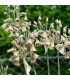 Česnek sicilský - Allium siculum - prodej cibulovin - 3 ks