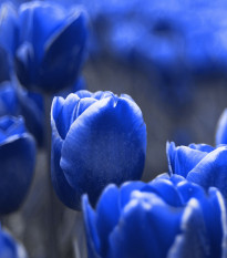 Tulipán Triumph Blue - Tulipa - prodej cibulovin - 3 ks