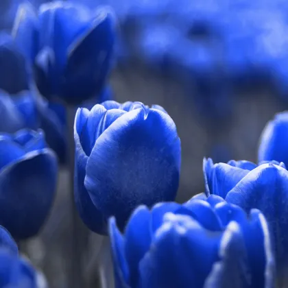 Tulipán Triumph Blue - Tulipa - prodej cibulovin - 3 ks