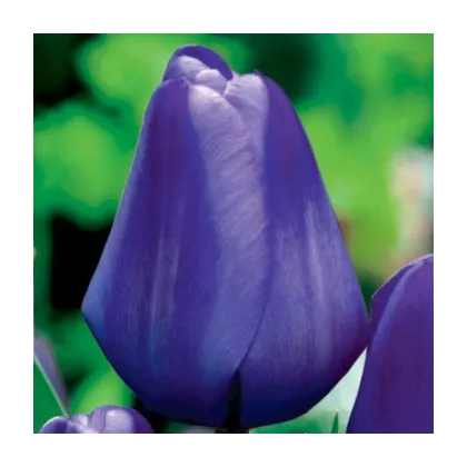 Tulipán Triumph Blue - Tulipa - prodej cibulovin - 3 ks