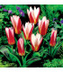 Tulipán Hearts Delight - Tulipa - prodej cibulovin - 3 ks