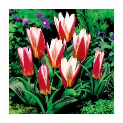 Tulipán Hearts Delight - Tulipa - prodej cibulovin - 3 ks