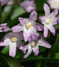 Ladonička Pink Giant - Chionodoxa forbesii - prodej cibulovin - 5 ks