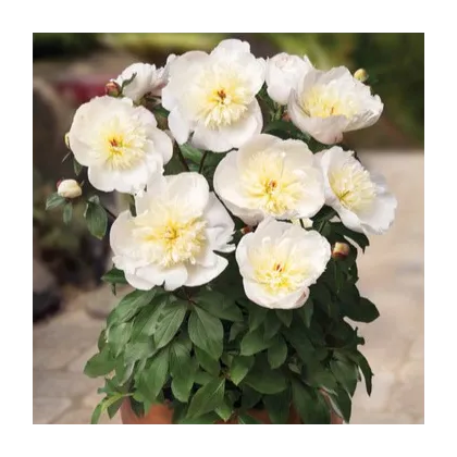 Pivoňka Patio Madrid - Paeonia - prodej cibulovin - 1 ks