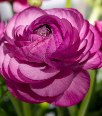 Pryskyřník plnokvětý Tomer Purple - Ranunculus asiaticus - prodej cibulovin - 3 ks