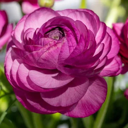 Pryskyřník Tomer Purple - Ranunculus asiaticus - prodej cibulovin - 3 ks