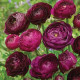 Pryskyřník Tomer Purple - Ranunculus asiaticus - prodej cibulovin - 3 ks