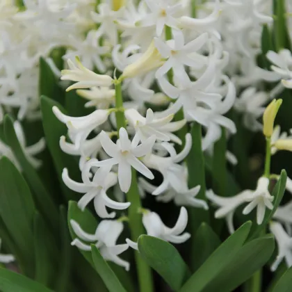 Hyacint mnohokvětý bílý - Hyacinthus - prodej cibulovin - 1 ks