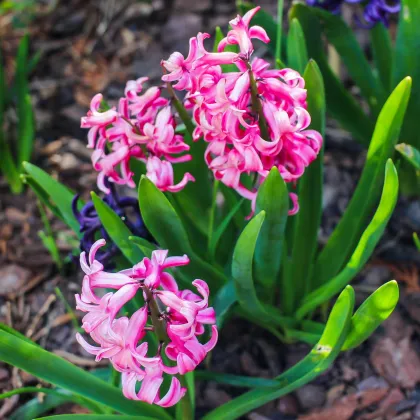 Hyacint mnohokvětý růžový - Hyacinthus - prodej cibulovin - 1 ks