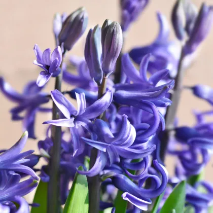 Hyacint mnohokvětý modrý - Hyacinthus - prodej cibulovin - 1 ks