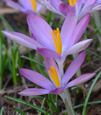 Krokus Roseus - Crocus tommasinianus - prodej cibulovin - 3 ks