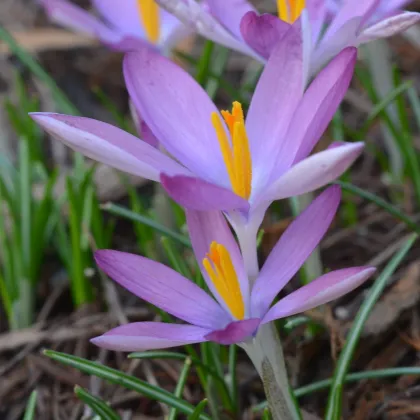 Krokus Roseus - Crocus tommasinianus - prodej cibulovin - 3 ks