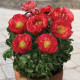 Pivoňka Patio Moscow - Paeonia lactiflora - prodej cibulovin - 1 ks