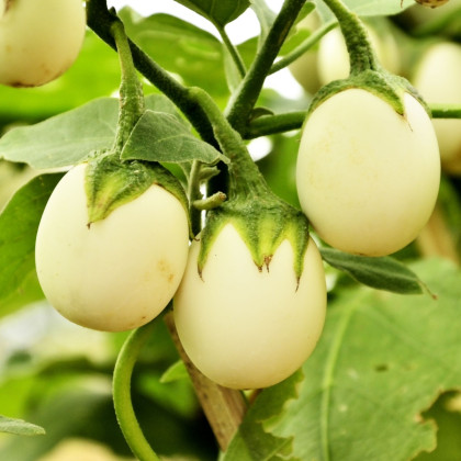 Lilek vejcoplodý Eierbaum - Solanum melongena - prodej semen - 20 ks