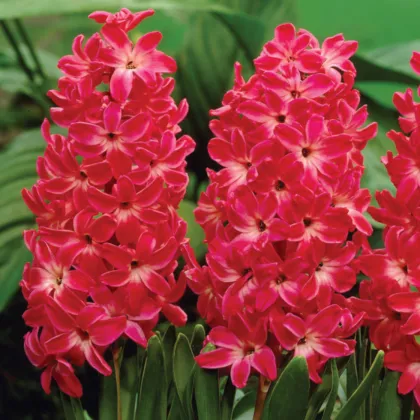 Hyacint Red Glory - Hyacinthus - prodej cibulovin - 1 ks