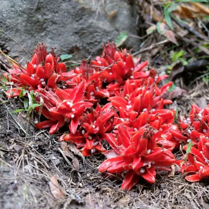 Zázvor Chrysantum - Zingiber chrysanthum - prodej semen - 5 ks