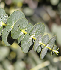 Eukalyptus Gunni - Blahovičník Gunnův - Eucalyptus gunni - prodej semen - 10 ks