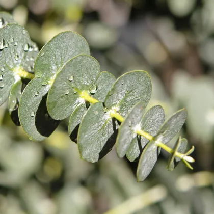 Eukalyptus Gunni - Blahovičník Gunnův - Eucalyptus gunni - prodej semen - 10 ks