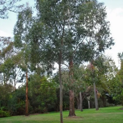 Eukalyptus Gunni - Blahovičník Gunnův - Eucalyptus gunni - prodej semen - 10 ks