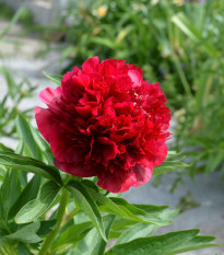 Pivoňka lékařská Rubra Plena - Paeonia officinalis - prodej cibulovin - 1 ks