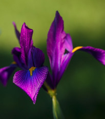 Kosatec holandský Purple Sensation - Iris hollandica - prodej cibulovin - 3 ks