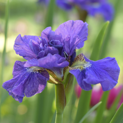 Kosatec sibiřský Concord Crush - Iris sibirica - prodej hlíz - 1 ks