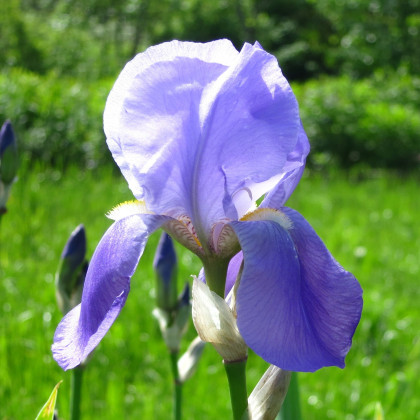 Kosatec německý modrý - Iris germanica - prodej hlíz - 1 ks