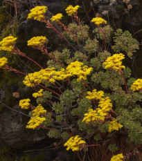 Růžicovka - Aeonium spathulatum - prodej semen - 8 ks