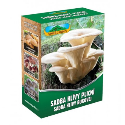 Hlíva plicní - Pleurotus pulmonarius - sadba - prodej - 250 ml