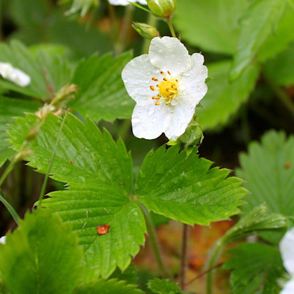 Jahodník alpský Baron von Solemacher - Fragaria vesca - prodej semen - 15 ks