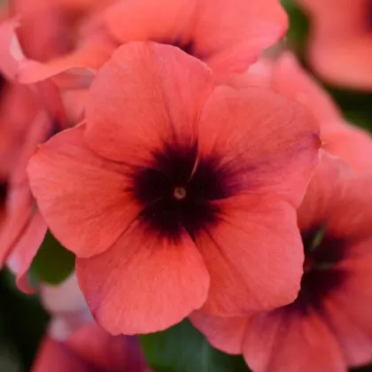 Barvínek Tatoo Papaya - Catharanthus roseus - prodej semen - 30 ks