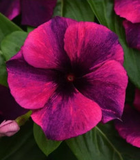 Barvínek Tatoo Black Cherry - Catharanthus roseus - prodej semen - 30 ks