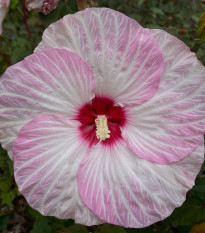 Ibišek bahenní Nippon Blush F1 - Hibiscus moscheutos - prodej semen - 5 ks