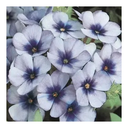 Plaménka Dolly F1 Sky Blue - Phlox drummondii - prodej semen - 50 ks