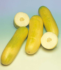 Okurka salátová Travito F1 - Cucumis sativus - prodej semen - 10 ks