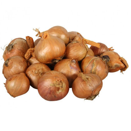 Cibule šalotka Red Sun - Allium Cepa - prodej cibulek - 250 g