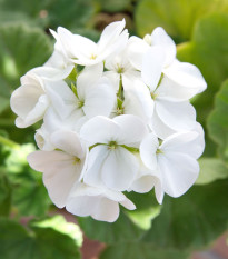 Muškát páskatý Blanka F1 - Pelargonium zonale - prodej semen - 6 ks