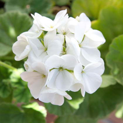 Muškát páskatý Blanka F1 - Pelargonium zonale - prodej semen - 6 ks