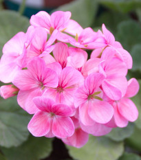 Muškát páskatý Jarka F1 - Pelargonium zonale - prodej semen - 6 ks