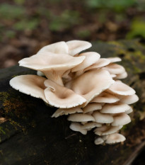 Hlíva ústřičná - Pleurotus ostreatus - sadba - prodej - 250 ml