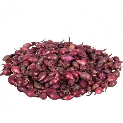 Cibule sazečka Karmen - Allium cepa - prodej cibulek - 500 g