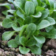 Polníček Gala - PowerSaat - Valerianella locusta - Kiepenkerl - prodej semen - 1 ks