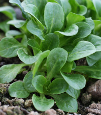 Polníček Gala - PowerSaat - Valerianella locusta - Kiepenkerl - prodej semen - 1 ks