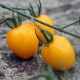 Rajče Appleberry F1 PhR žluté – Solanum lycopersicum – prodej semen