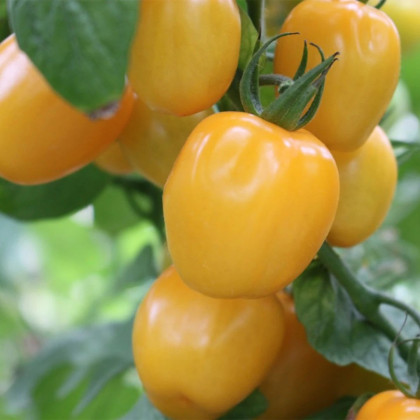 Rajče Appleberry F1 PhR žluté – Solanum lycopersicum – prodej semen