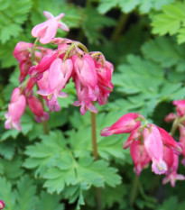 Srdcovka formosa Luxuriant - Dicentra formosa - prodej cibulovin - 1 ks