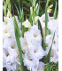 Gladiol White Prosperity - Gladiolus - prodej cibulovin - 3 ks
