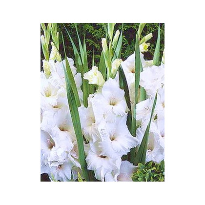 Gladiol White Prosperity - Gladiolus - prodej cibulovin - 3 ks